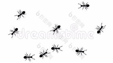 蚂蚁成群结队，<strong>CG动画</strong>轮廓白色，无缝环
